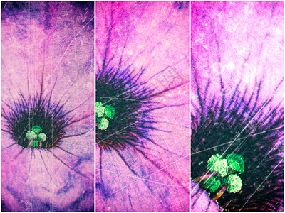 简要纹理的刮痕背景详细介绍Lilacpetuna花背景图片