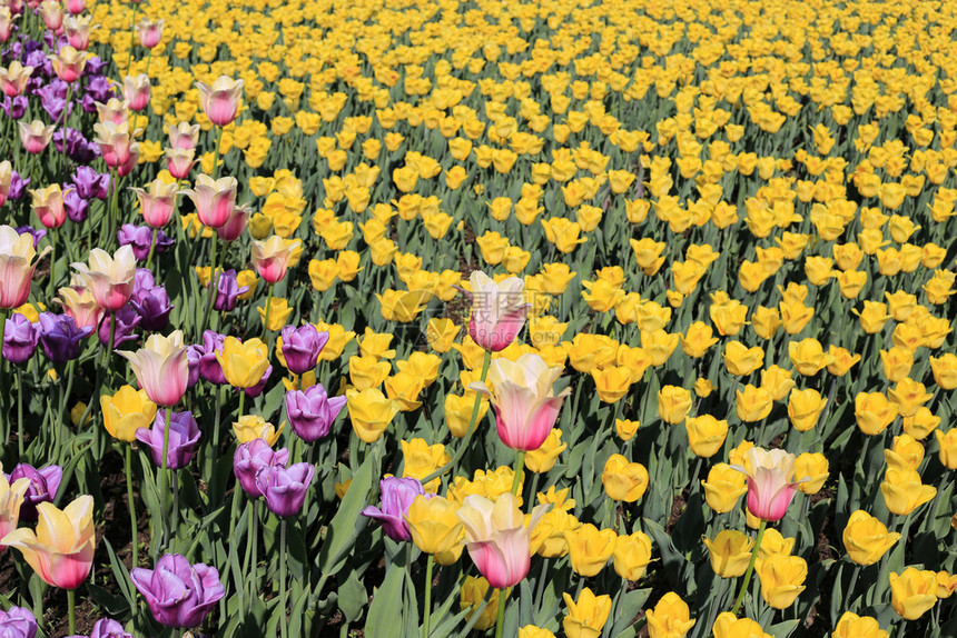 美丽的自然春背景有很多彩明亮的郁金香图片