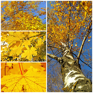 秋树和叶的明色彩拼图图片