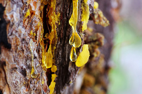 黄树脂滴紧贴在一棵树上自然现象背景图片
