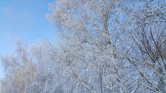 美丽的树枝覆盖着雪和冰霜在明亮的冬天图片