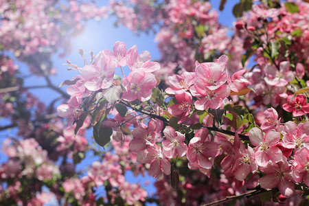春苹果树的分枝蓝色天空背景的美丽粉红色花朵图片