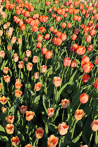 阳光下美丽的红色郁金香关闭春天自然背景图片