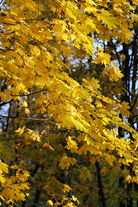 明亮的黄色秋天树阳光照耀的下背景图片