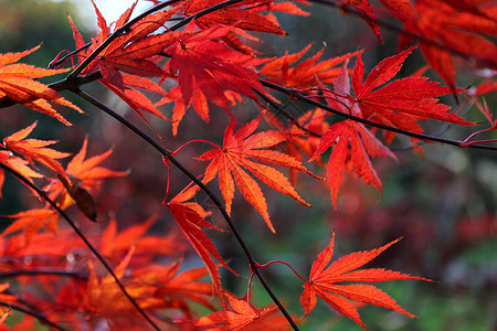 靠近秋天花园的明亮红色日本青春或棕榈树叶图片