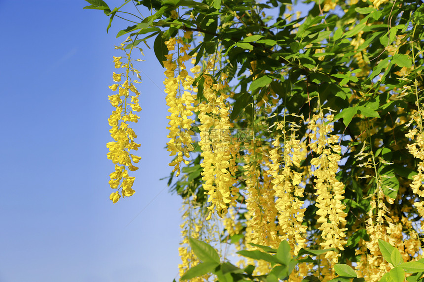 春花朵美丽明亮的黄紫花朵图片