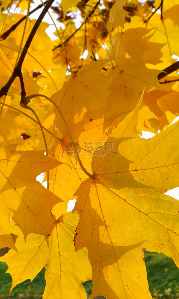 明亮的秋天黄色树叶在阳光下发图片