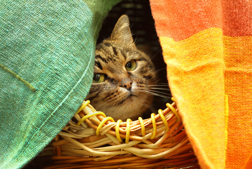 聪明可爱的猫看着她躲藏的地方图片