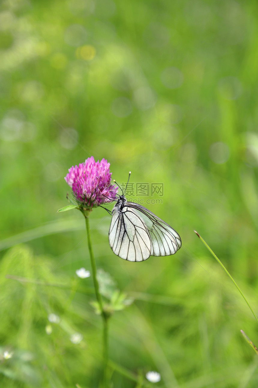 阳光明媚的夏日粉红色青的蝴蝶图片