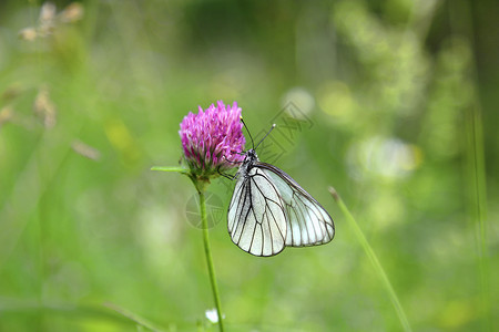 草蛉蝴蝶阳光明媚的夏日粉红色青的蝴蝶背景