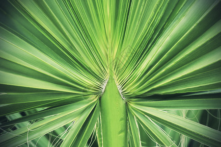 绿色热带棕榈叶纹理自然背景图片