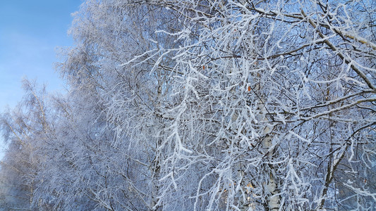 寒冬之日树上美丽的枝满是雪和冰霜图片