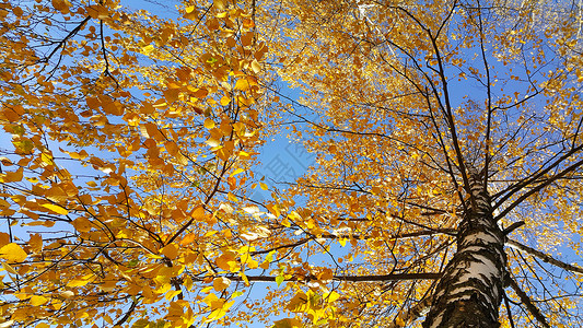 秋树的枝蓝天空背景的黄亮叶图片