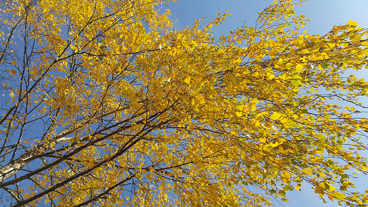 秋树的枝蓝天空背景的黄亮叶图片