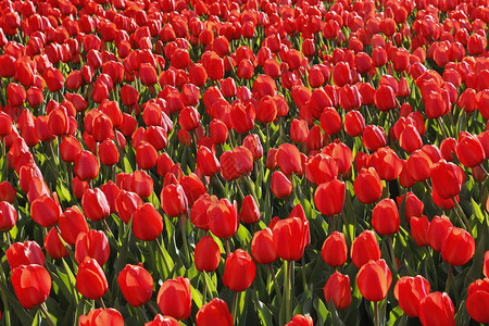 许多美丽的红色郁金香近身自然背景图片