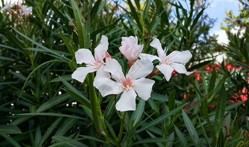 奥莱德布什有明亮白花丛中的奥莱德布希姆树高清图片