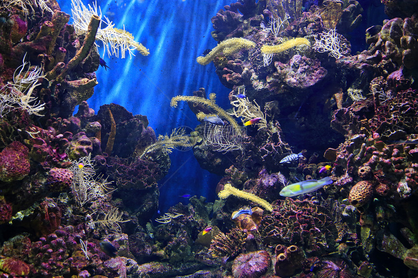 水族馆中美丽的多彩水下海洋生物图片