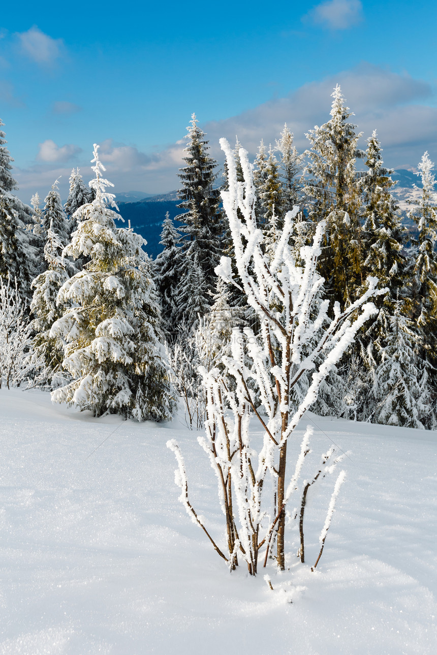 冬季平静的山地景观坡上有美丽的霜冻树木和滑雪乌克兰喀尔巴阡山图片