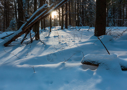 图片日出阳光照耀的冬季喀尔巴阡山古老的森林一些风树和阳光发雪上有阴影图片