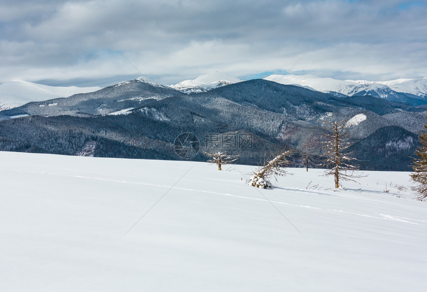 照片来自Skupova山坡的冬风景和一些枯的断风树乌克兰望向喀尔巴阡山脉的Chornohora山脊图片