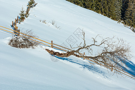 Dzebronya冬晨山峰顶有农田雪覆盖还有一些枯的防风树乌克兰喀尔巴阡山宁静的Dzembronya村郊区背景