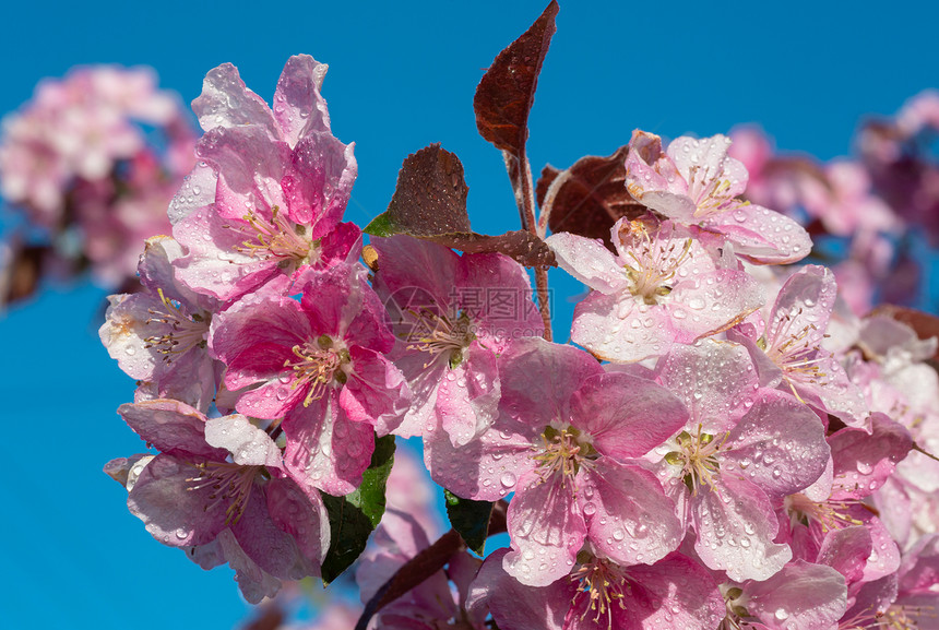 日本樱桃花朵蓝天空背景的花朵图片