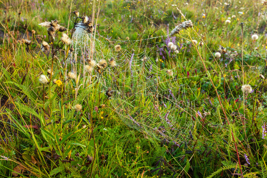 在野生山地草上露水野生秋天花朵和蜘蛛网图片