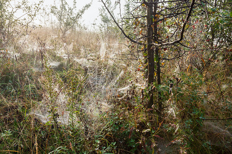 在野生山林草原上树枝上的露水蜘蛛网图片