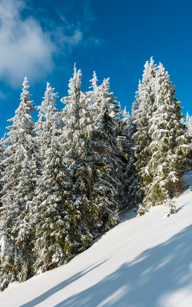 冬季平静的山地景观坡上有美丽的霜冻树木和滑雪乌克兰喀尔巴阡山图片