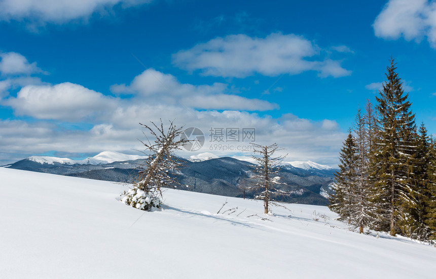 照片来自舒波娃山坡的冬风景和一些枯的断风树乌克兰望着科霍诺拉山脊和喀尔巴阡峰的皮普伊万山顶图片
