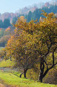秋天喀尔巴阡山脉景观斜坡上有多色树拉希夫区横贯卡尔帕西亚乌克兰图片