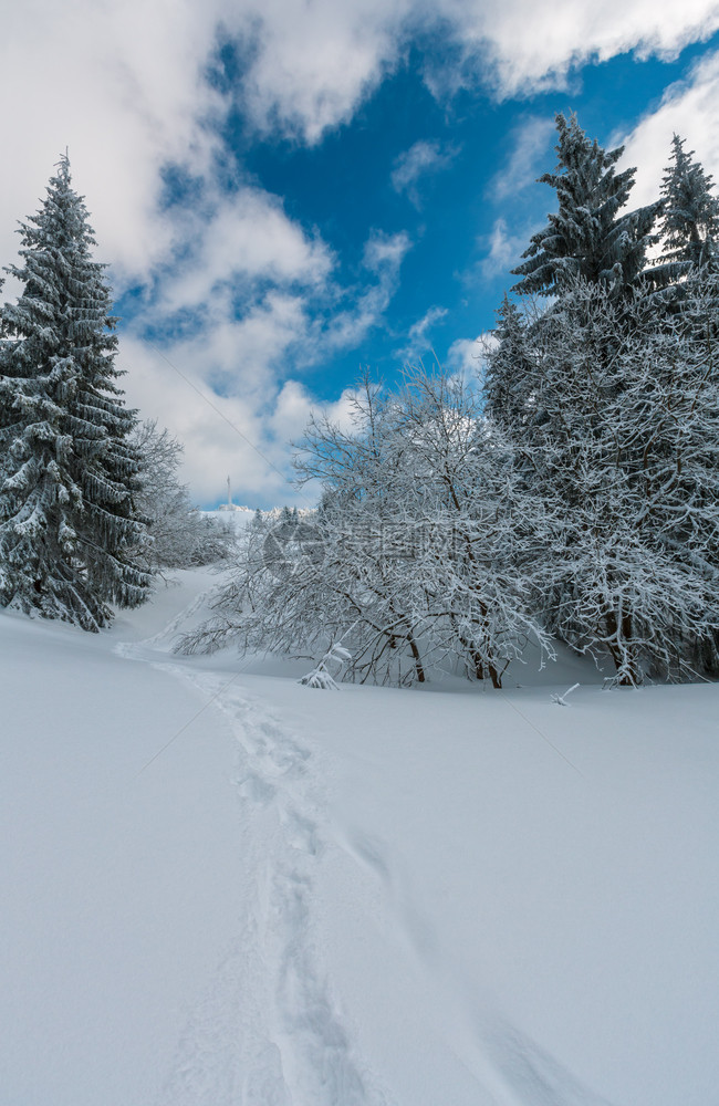 冬季平静的山地景观坡上有美丽的霜冻树木和山坡道穿过上的雪流喀尔巴阡山乌克兰图片