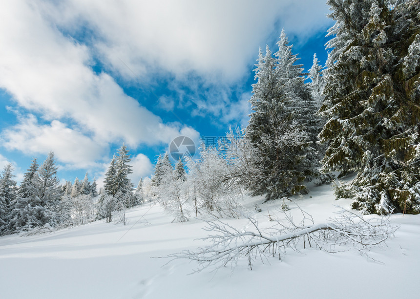 冬季平静的山地风景坡上有美丽的霜冻树木和脚足迹穿过山坡上的雪田喀尔巴阡山乌克兰图片