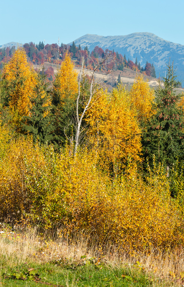 喀尔巴阡山乌克兰伊凡诺弗基夫斯克州亚布卢尼茨基山口上午秋天坡树多彩图片