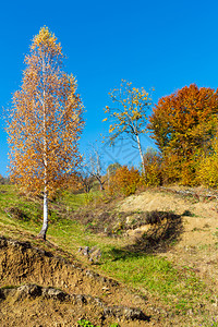秋天喀尔巴阡山脉景观斜坡上有多色树拉希夫区横贯卡尔帕西亚乌克兰图片