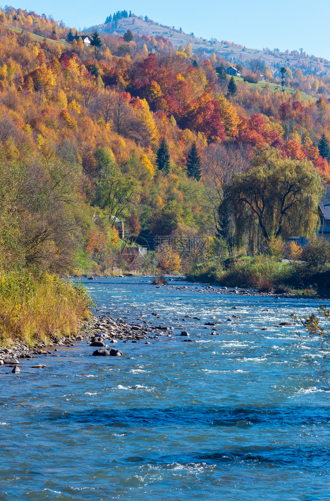 秋天喀尔巴阡山脉白泰萨河风景山峡坡上和河有多色黄红褐树乌克兰Transcarpathia图片