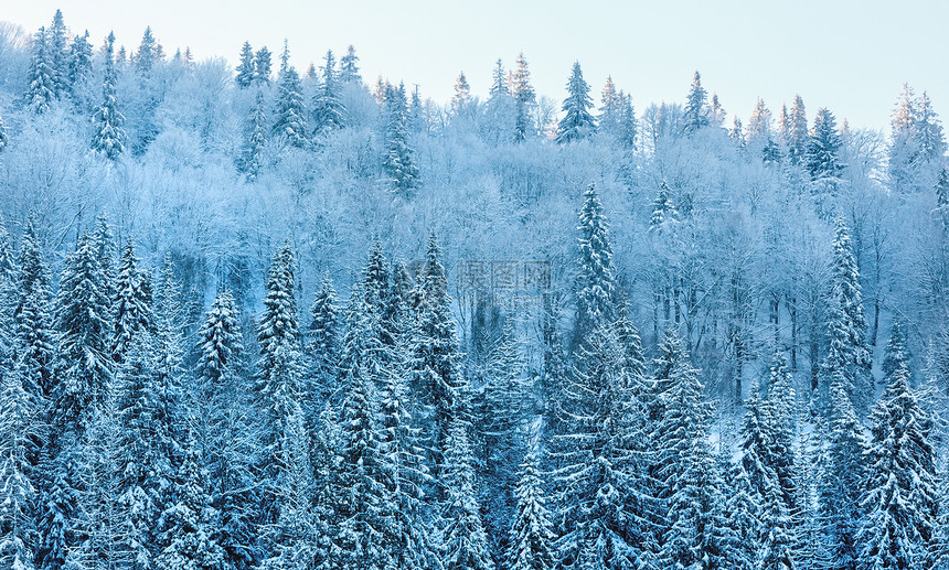清晨冬平静的山地景观影中美丽的霜冻树顶喀尔巴阡山乌克兰图片