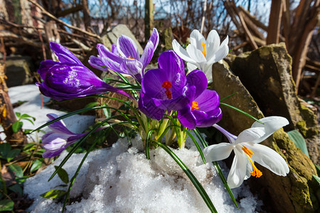 紫色和白色的番红花番红花在春天的石头草地上雪融化了图片