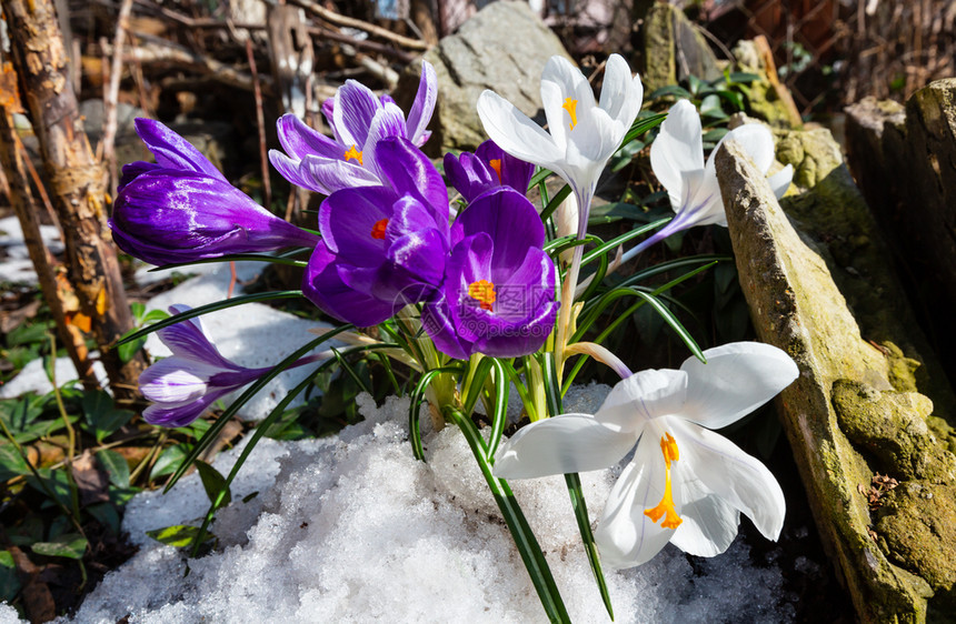 紫色和白色的番红花番红花在春天的石头草地上雪融化了图片