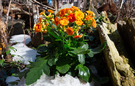 雪兰多季节性的布卢斯费尔迪亚纳高清图片