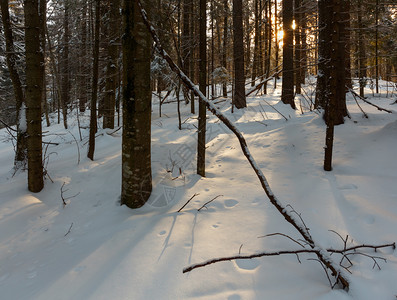 图片日出阳光照耀的冬季喀尔巴阡山古老的森林一些风树和阳光发雪上有阴影图片