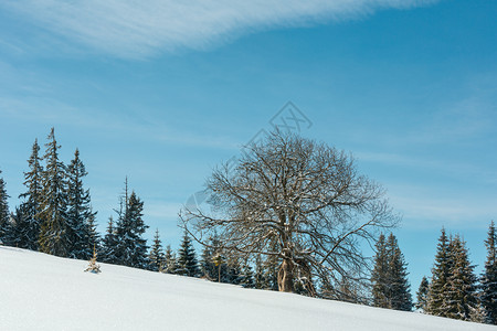 冬雪山高原坡上的孤单大果树蓝云的天空背景图片