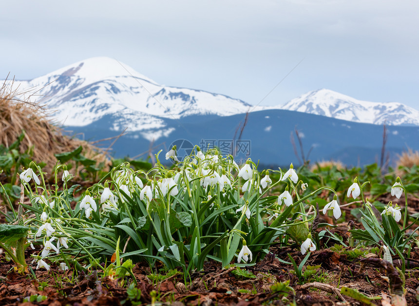 在喀尔巴阡山脉乌克兰欧洲的春天图片
