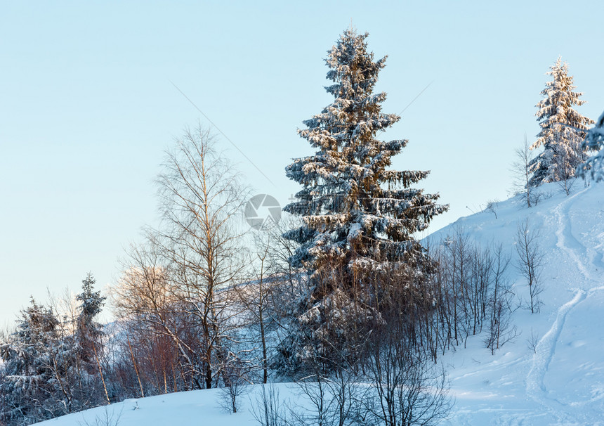 清晨冬平静的山地景观影和滑雪坡上美丽的霜冻树木喀尔巴阡山乌克兰图片