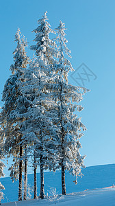 注意地滑清晨冬季平静的山地景观坡上有美丽的霜冻树木和雪地滑乌克兰喀尔巴阡山背景