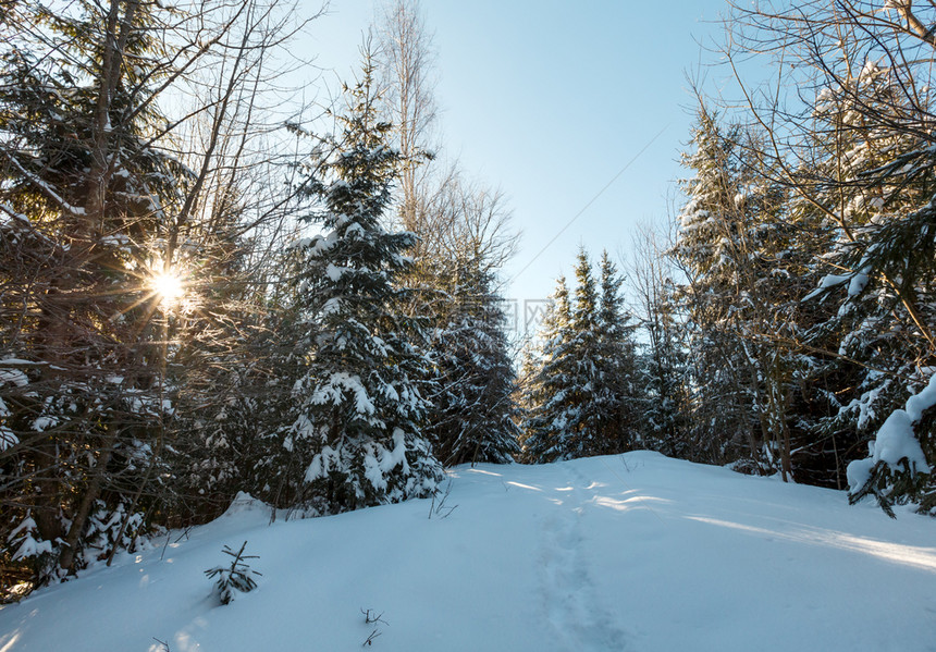 照片日出阳光照耀的冬季喀尔巴阡山高之路森林里有足迹图片