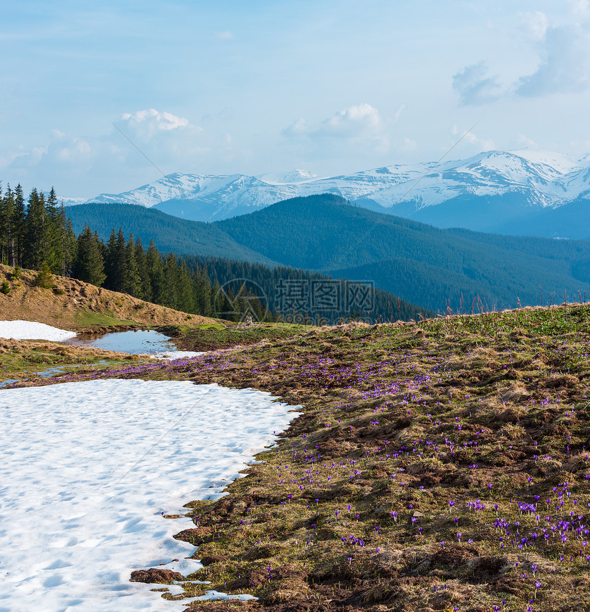 VioletCrocusHeuffelianusCrocusvernus高山花在乌克兰欧洲喀尔巴阡山高原谷喀尔巴阡高原谷的泉水中图片