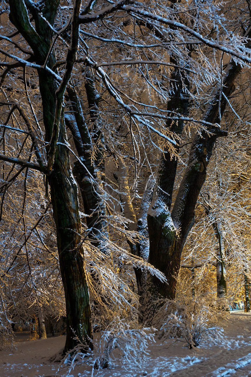 冬季夜晚美丽的大雪覆盖树木照亮了伊万弗兰科公园乌克利沃夫市中心图片
