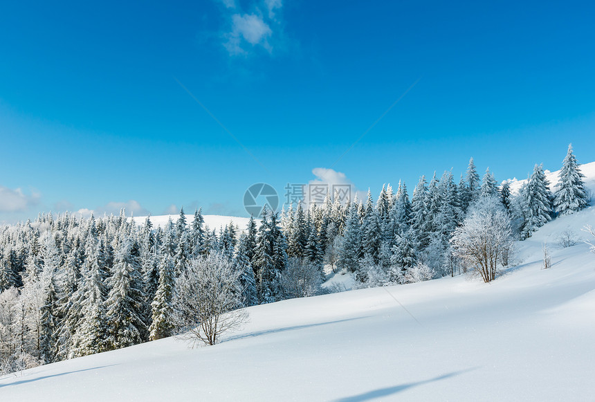 喀尔巴阡山被白雪覆盖的树木景观图片