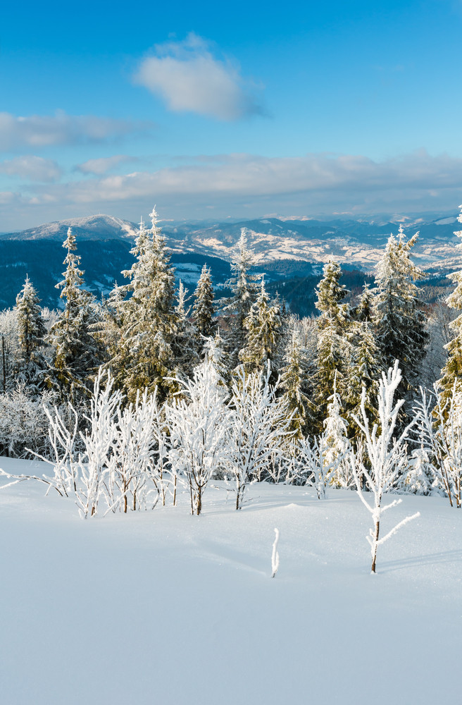 冬季平静的山地景观坡上有美丽的霜冻树木和滑雪乌克兰喀尔巴阡山图片